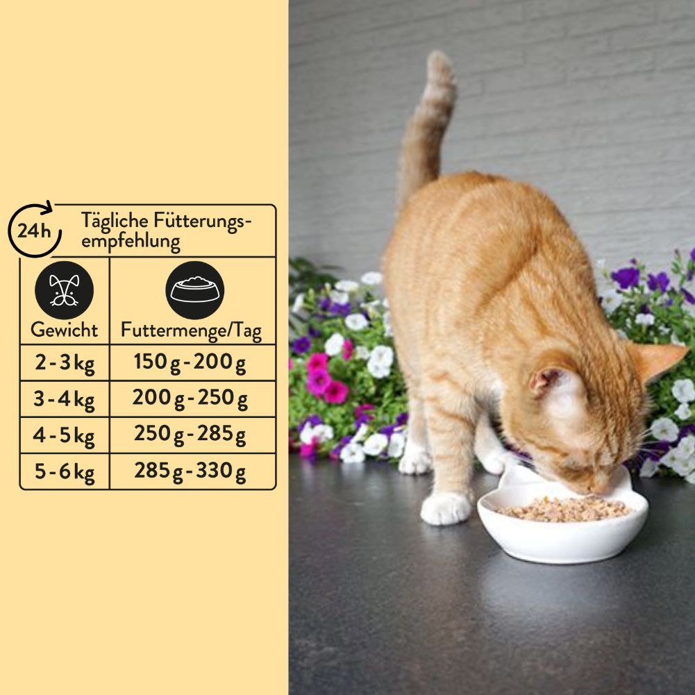 Nutro cat shop food 3kg