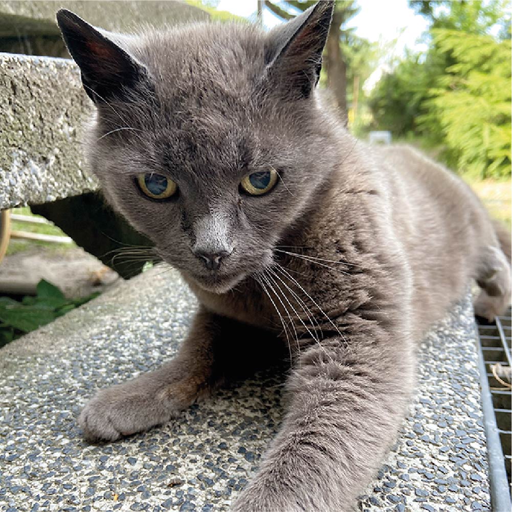 Cat shiny clearance coat